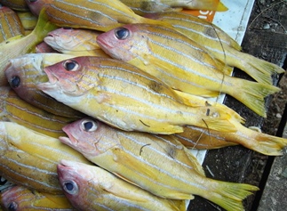 Bang Niang Markt - Khao Lak